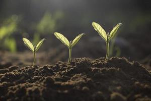 as plantas de sementes estão crescendo. elas estão crescendo passo a passo. uma tem raiz e cresce sob o solo e a outra semente tem folhas. elas estão crescendo entre a luz solar. foto nova vida e conceito crescente.