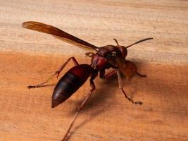 foto de vespa de papel ropalidia fasciata em uma mesa de madeira