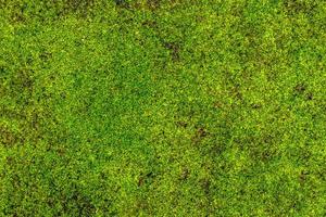 plantas de grama verde fresca, usadas para o fundo com um tema de natureza, conceito natural foto