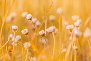 resumo suave foco pôr do sol campo paisagem de flores brancas e prado de grama quente dourado hora pôr do sol nascer do sol. tranquilo outono pôr do sol natureza closeup e fundo de floresta turva. natureza idílica foto