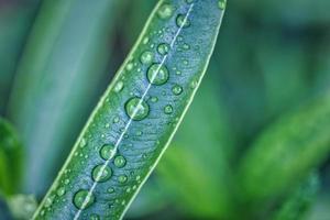 folhas verdes gotas de fundo natural de água. zen, closeup da natureza da meditação, fundo abstrato da textura orgânica. natureza de textura de folha ensolarada linda. conceito de ecologia de plantas de flora de primavera tranquila foto