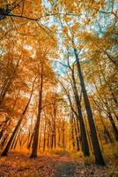 incrível paisagem de outono. natureza da floresta panorâmica. manhã vívida na floresta colorida com raios de sol laranja folhas douradas árvores. pôr do sol idílico, caminho cênico de fantasia de sonho. bela trilha do parque de outono foto