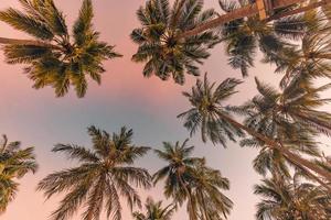 vibrações românticas de palmeira tropical com luz do sol no fundo do céu. folhagem exótica do sol ao ar livre, closeup natureza paisagem. coqueiros e sol brilhando sobre o céu brilhante. verão primavera natureza foto