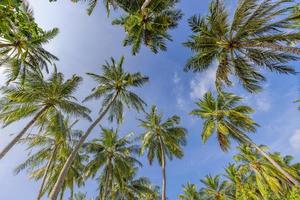 vibrações românticas de palmeira tropical com luz do sol no fundo do céu. folhagem exótica do sol ao ar livre, closeup natureza paisagem. coqueiros e sol brilhando sobre o céu brilhante. verão primavera natureza foto