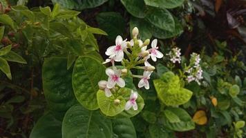 melastomataceae é um membro da família das plantas com flores. de acordo com o sistema de classificação apg ii, esta tribo pertence à nação myrtales foto