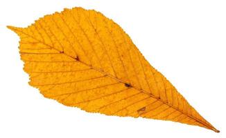 verso da folha seca de outono de castanha-da-índia foto