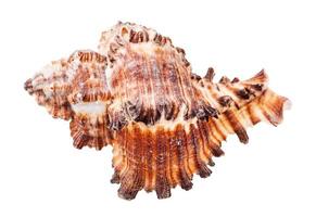 concha de molusco muricidae marrom isolado em branco foto