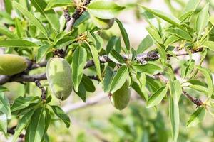 frutos de pêssego verdes na árvore no parque goreme foto