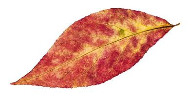 folha de outono de salgueiro isolada em branco foto
