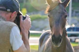 fotógrafo e cavalo foto