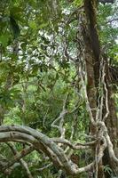 erycibe citrifolia griff ou phlio tree é uma árvore famosa no namtok phlio, chantaburi, tailândia. foto