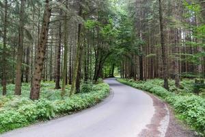 bela vista em uma pequena estrada em uma densa floresta verde. foto