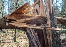 bela vista para uma densa floresta verde com luz solar brilhante lançando sombra profunda foto