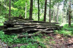 bela vista para uma densa floresta verde com luz solar brilhante lançando sombra profunda foto