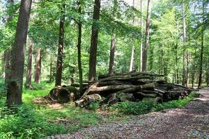 bela vista para uma densa floresta verde com luz solar brilhante lançando sombra profunda foto