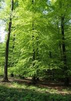 bela vista para uma densa floresta verde com luz solar brilhante lançando sombra profunda foto