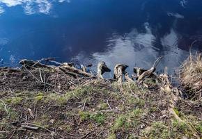 bela paisagem em um lago com uma superfície de água reflexiva foto