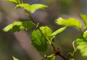 folhas frescas em um galho de árvore na primavera com um fundo bokeh suave. foto