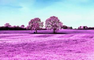 lindas fotos infravermelhas rosa de uma paisagem do norte da Europa com um céu azul profundo