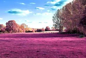 lindas fotos infravermelhas rosa de uma paisagem do norte da Europa com um céu azul profundo