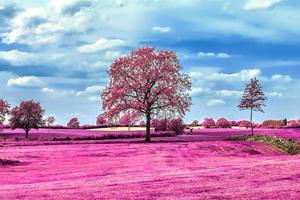 lindas fotos infravermelhas rosa de uma paisagem do norte da Europa com um céu azul profundo