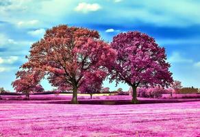 lindas fotos infravermelhas rosa de uma paisagem do norte da Europa com um céu azul profundo