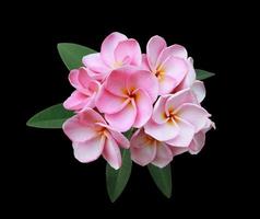 plumeria ou frangipani ou flores da árvore do templo. feche o buquê de flores de plumeria rosa-branco em folhas verdes, isoladas em fundo preto. bando de flores rosa-roxo de vista superior. foto