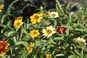 pequenas flores de zínia de folhas estreitas em um arbusto no jardim. flores amarelas de cynia no verão. foto