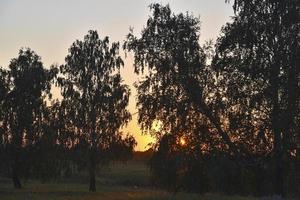 uma bela floresta nos raios do sol da tarde. floresta de verão na noite de verão e um raio de sol. foto