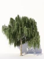 árvores isoladas no fundo branco, árvores tropicais isoladas usadas para design, publicidade e arquitetura. renderização em 3D foto