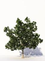 árvores isoladas no fundo branco, árvores tropicais isoladas usadas para design, publicidade e arquitetura. renderização em 3D foto