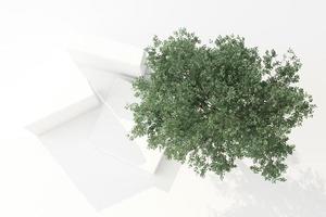 3D render de plantas tropicais isoladas no fundo branco. foto