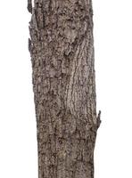 tronco de uma árvore isolada no fundo branco foto