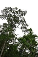 natureza de galhos de árvores com céu branco foto