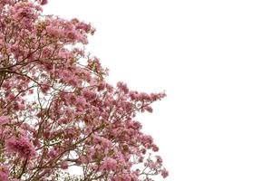 árvore de trombeta rosa ou tabebuia rosea isolada no fundo branco foto