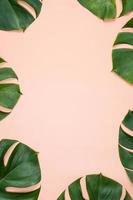 bela palmeira tropical monstera deixa ramo isolado no fundo rosa brilhante, vista superior, postura plana, sobrecarga acima do conceito de design em branco de beleza de verão. foto