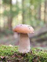 cogumelo na floresta