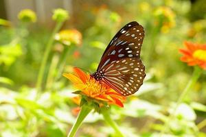 borboleta e flor foto