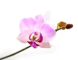 fiower da orquídea