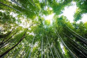 a floresta de bambu de kyoto, japão
