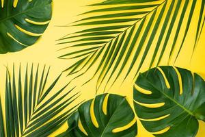 bela palmeira tropical monstera deixa ramo isolado em fundo amarelo pastel, vista superior, configuração plana, sobrecarga acima do conceito de design em branco de beleza de verão. foto