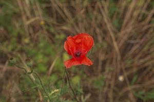 papoula florescendo, papaver rhoeas l. também chamada de papoula ou rosa de milho, é uma espécie de planta do gênero papoula papaver na família das papoulas papaveraceae. foto