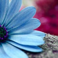 flor azul romântica no jardim na primavera foto