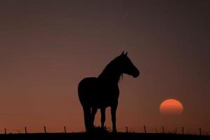 silhueta de cavalo com um belo fundo por do sol foto