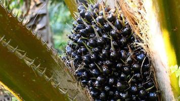 palmeira de óleo africana elaeis guineensis, cacho de palmeiras e galhos foto