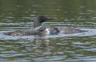 adulto e bebê mergulhão ligação em um lago foto