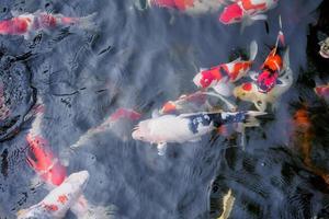 lindo peixe koi na lagoa foto