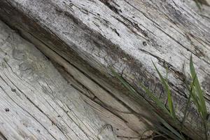 textura de tábuas de madeira velha com grama no canto, foto horizontal. material de construção, ao ar livre, planta natural, design decorativo para fundos