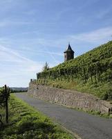 pequeno caminho através de um vinhedo perto de bonn, alemanha, em um dia ensolarado foto