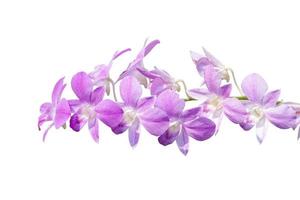 flor roxa do buquê da flor da orquídea isolada no fundo branco incluído trajeto de grampeamento. foto